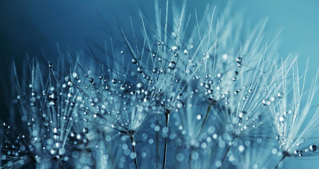 Dandelion Dew Drops