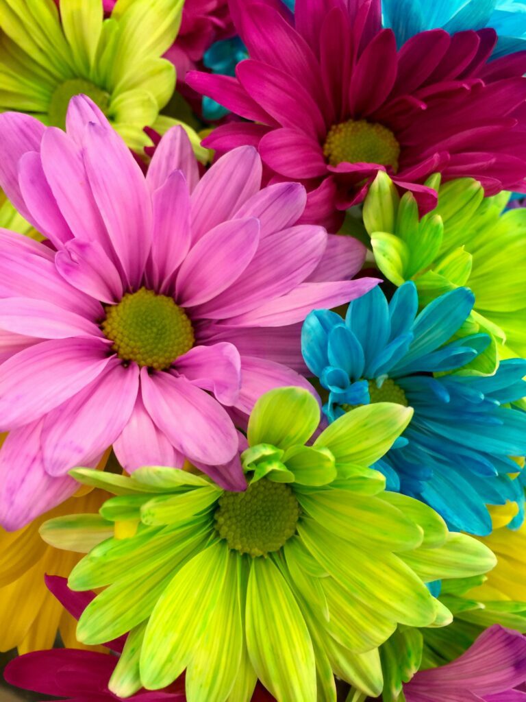 Pretty Coloured Flowers