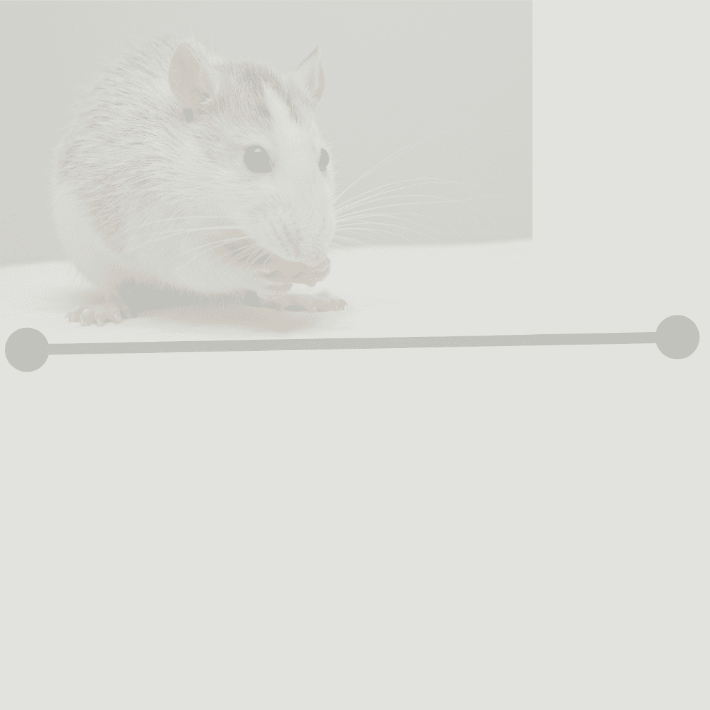 Mouse v Cat